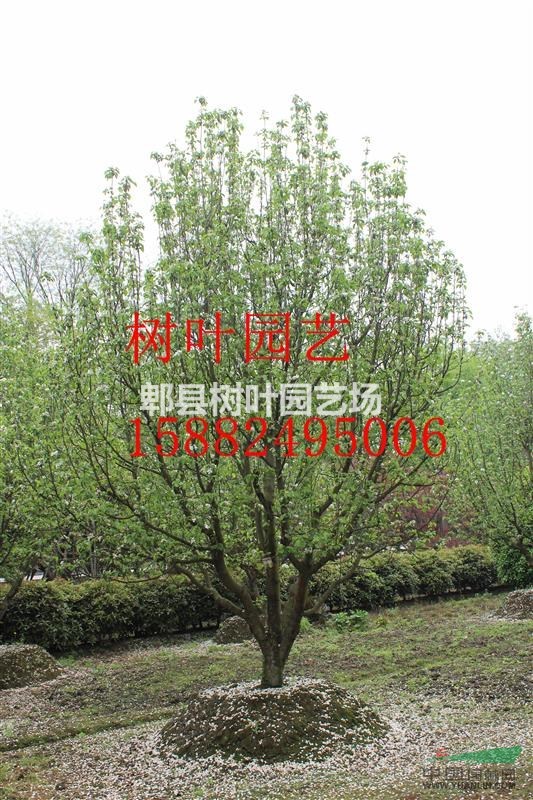 八棱海棠，四川八棱海棠熟貨，郫縣精品八棱海棠