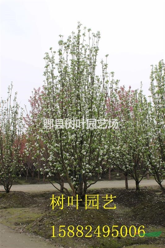 八棱海棠，四川八棱海棠熟貨，郫縣精品八棱海棠