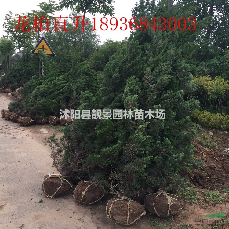 龙柏树价格 龙柏种植技术及简介 龙柏苗苗圃直销