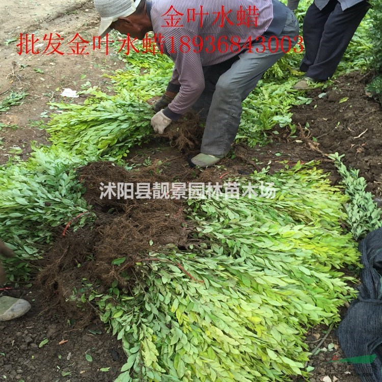 金叶水蜡价格 金叶水蜡种植技术及简介 苗圃直销金叶水蜡