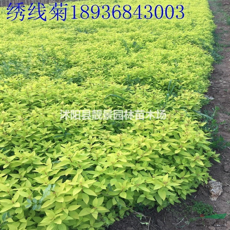 金焰绣线菊价格 种植绣线菊技术及图片 苗圃直销绣线菊苗