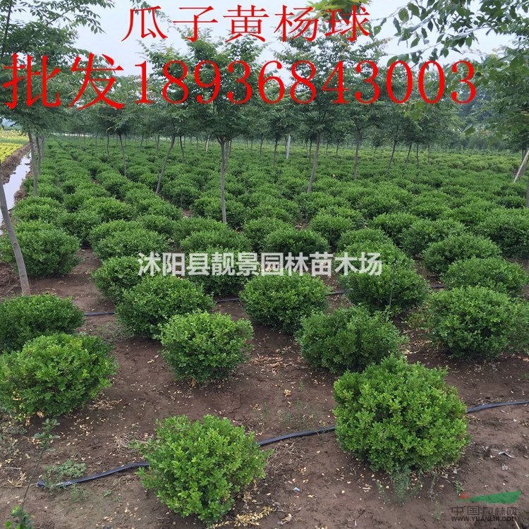 胶东卫矛球价格 胶东卫矛球种植技术 苗圃直销卫矛球