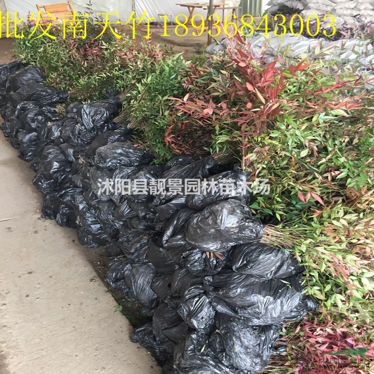 红南天竹价格 南天竹种植方法及简介 苗圃直销南天竹苗