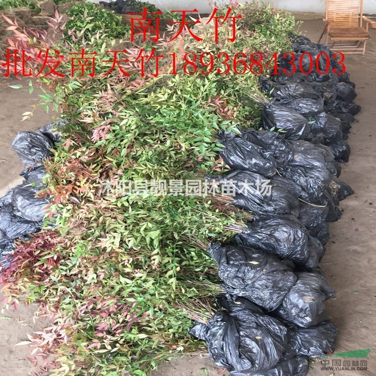红南天竹价格 南天竹种植方法及简介 苗圃直销南天竹苗