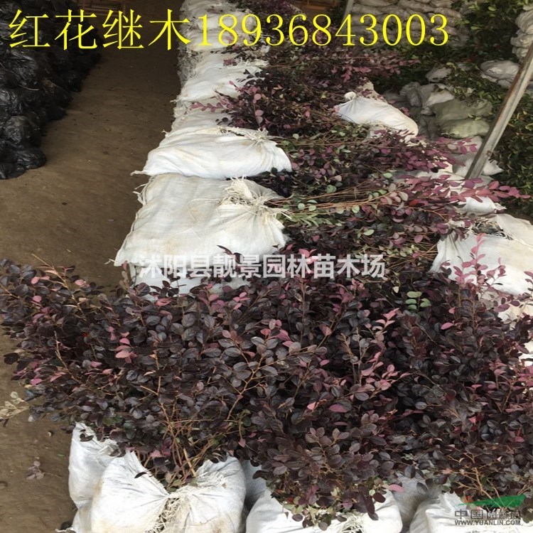 红花继木价格 红花继木种植技术及简介 苗圃直销红花继木苗