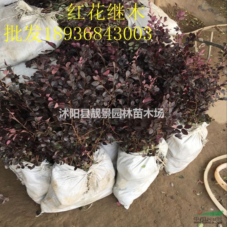 红花继木价格 红花继木种植技术及简介 苗圃直销红花继木苗