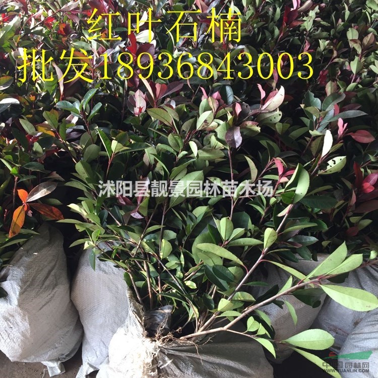 红叶石楠苗价格 红叶石楠种植技术及简介 苗圃直销红叶石楠苗