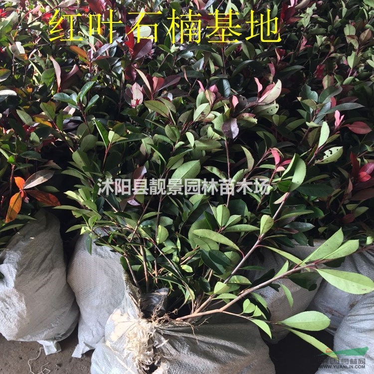 红叶石楠苗价格 红叶石楠种植技术及简介 苗圃直销红叶石楠苗