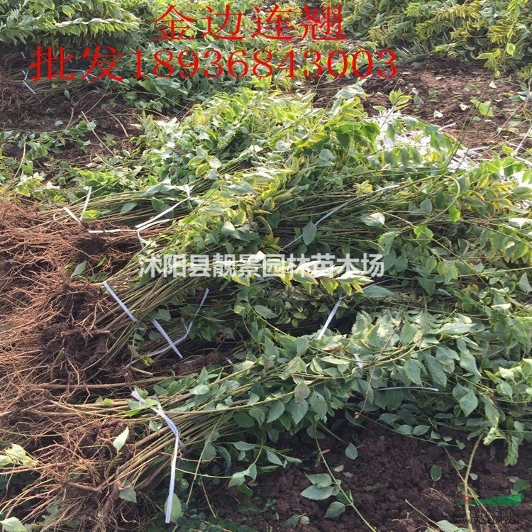 金边连翘价格 金边连翘种植方法及简介 苗圃直销金边连翘苗