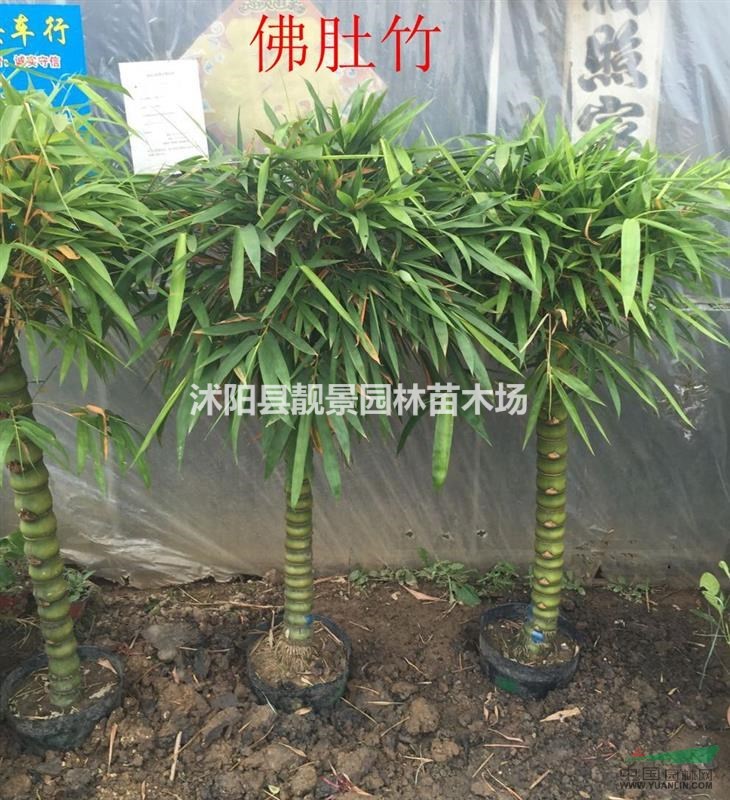 佛肚竹价格 佛肚竹种植技术及图片 苗圃直销佛肚竹苗