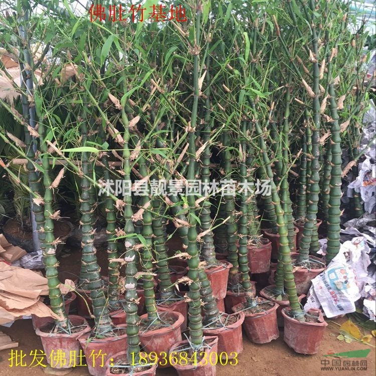 佛肚竹价格 佛肚竹种植技术及图片 苗圃直销佛肚竹苗