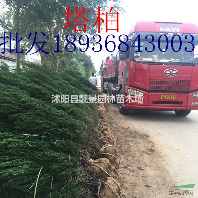 塔柏价格 塔柏种植技术及简介 苗圃直销塔柏苗