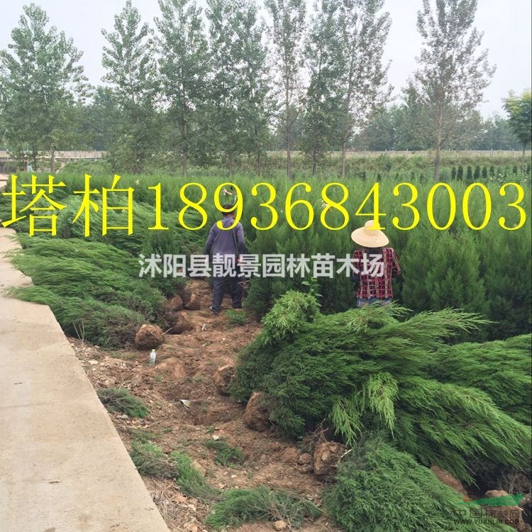 塔柏价格 塔柏种植技术及简介 苗圃直销塔柏苗
