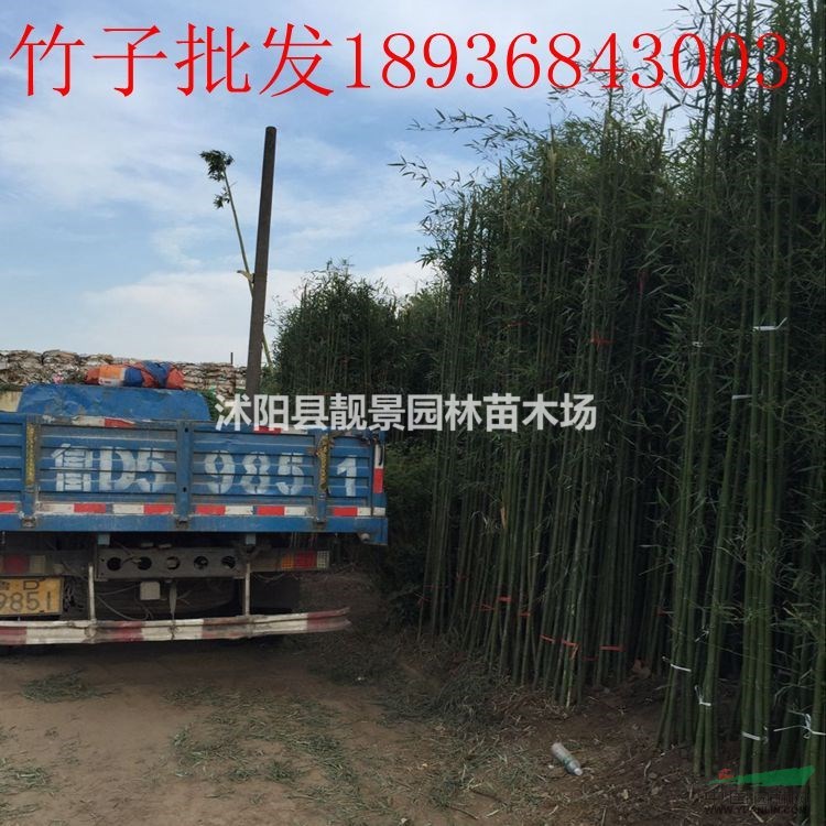 竹子价格 竹子种植方法及简介 苗圃直销竹子苗