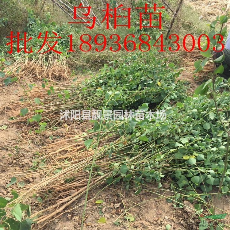 乌桕苗价格 乌桕种植方法及简介 乌桕苗苗圃直销
