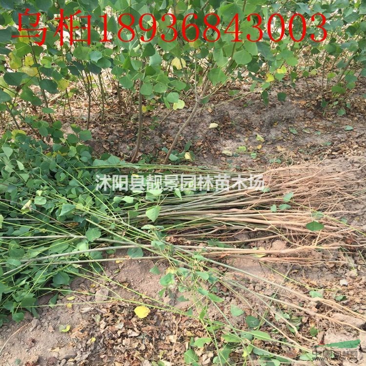 乌桕苗价格 乌桕种植方法及简介 乌桕苗苗圃直销