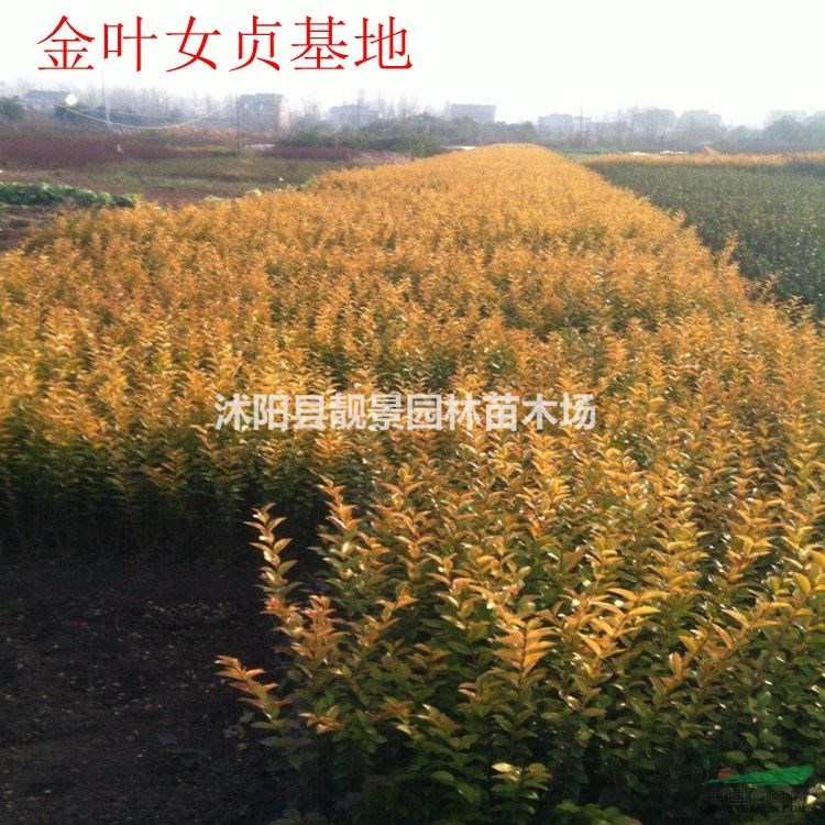 金叶女贞价格 金叶女贞种植方法及简介 苗圃直销金叶女贞苗