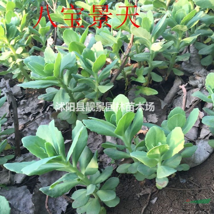 八宝景天价格 八宝景天种植方法及简介 苗圃直销八宝景天苗