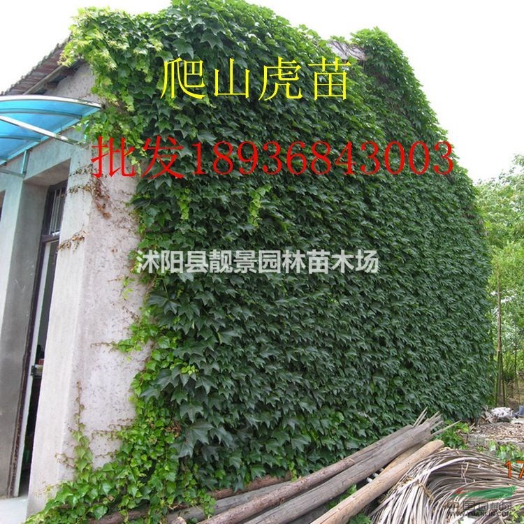三叶爬山虎价格 爬山虎种植方法及简介 苗圃直销爬山虎苗