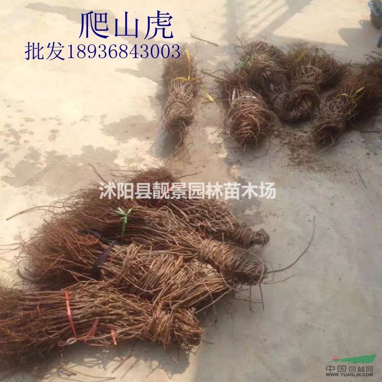 三叶爬山虎价格 爬山虎种植方法及简介 苗圃直销爬山虎苗