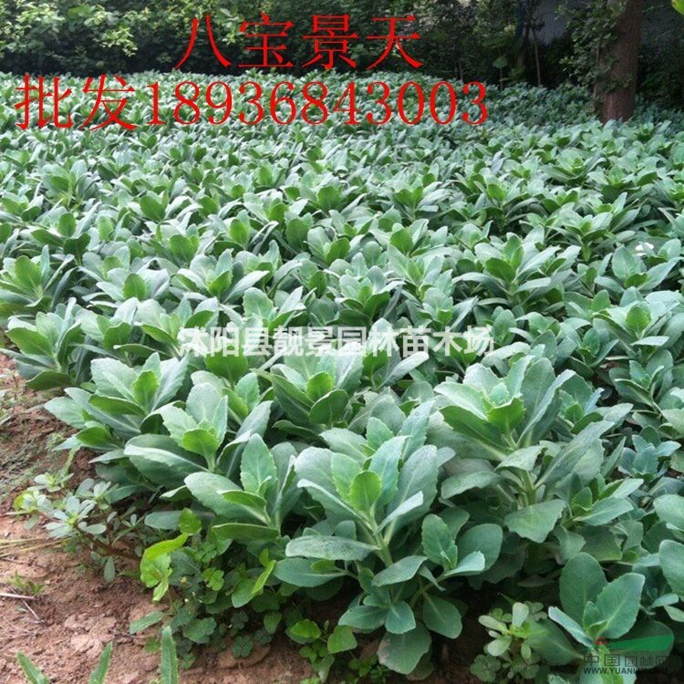 八宝景天价格 八宝景天种植方法及简介 苗圃直销八宝景天苗