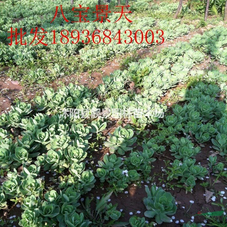 八宝景天价格 八宝景天种植方法及简介 苗圃直销八宝景天苗