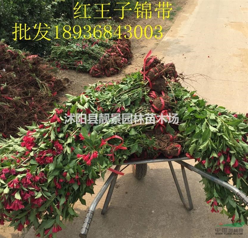 红王子锦带价格 红王子锦带种植方法及简介 苗圃直销