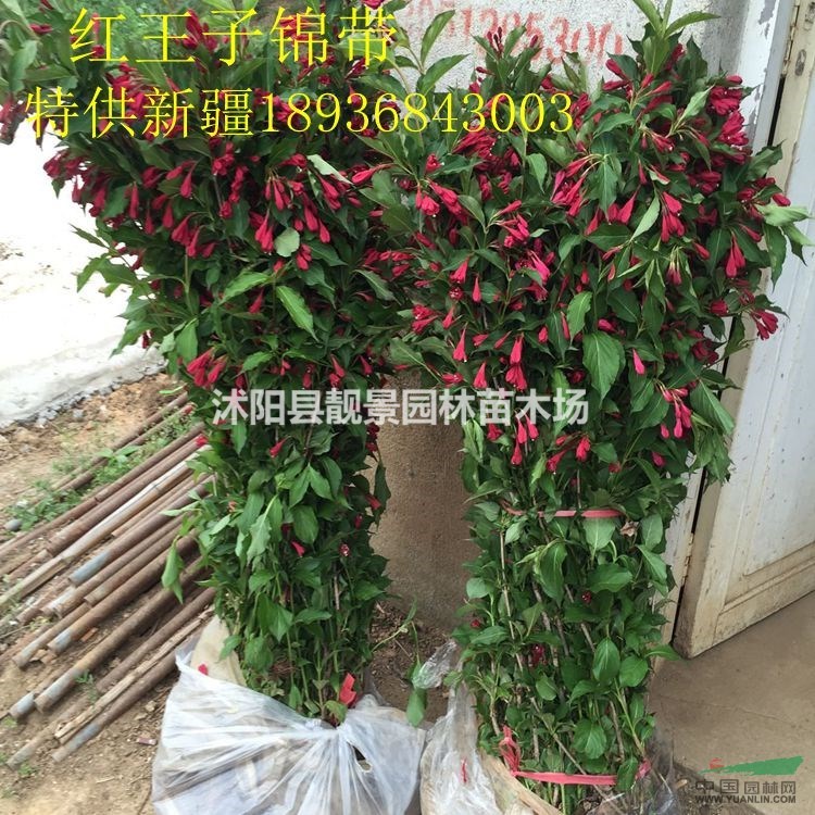 红王子锦带价格 红王子锦带种植方法及简介 苗圃直销