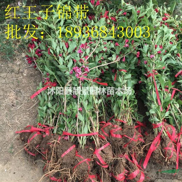 红王子锦带价格 红王子锦带种植方法及简介 苗圃直销