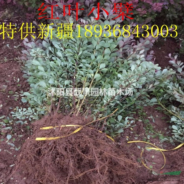 红叶小檗价格 红叶小檗种植方法及简介 苗圃直销红叶小檗