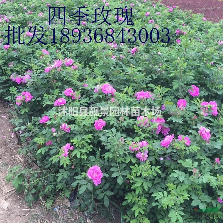 四季玫瑰价格 四季玫瑰种植方法及简介 苗圃直销四季玫瑰