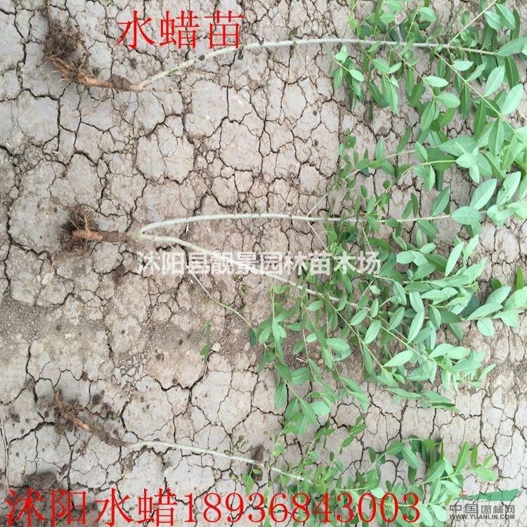 绿叶水蜡价格 水蜡种植方法及简介 苗圃直销水蜡工程苗
