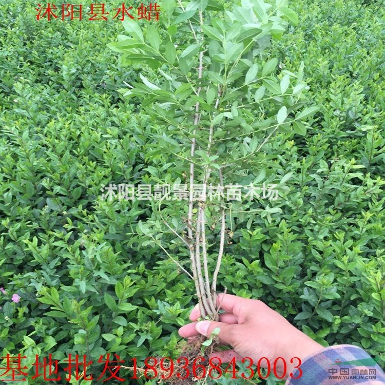 绿叶水蜡价格 水蜡种植方法及简介 苗圃直销水蜡工程苗