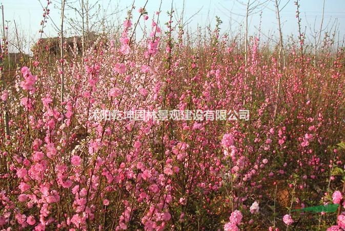 供應(yīng)優(yōu)質(zhì)云杉，榆葉梅