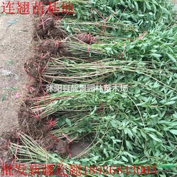 连翘价格 连翘种植方法及简介 连翘苗圃直销