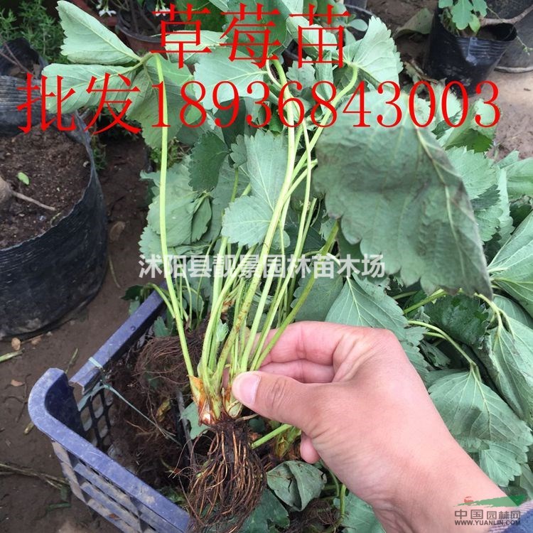 草莓苗价格 草莓苗种植方法及简介 果树苗木批发
