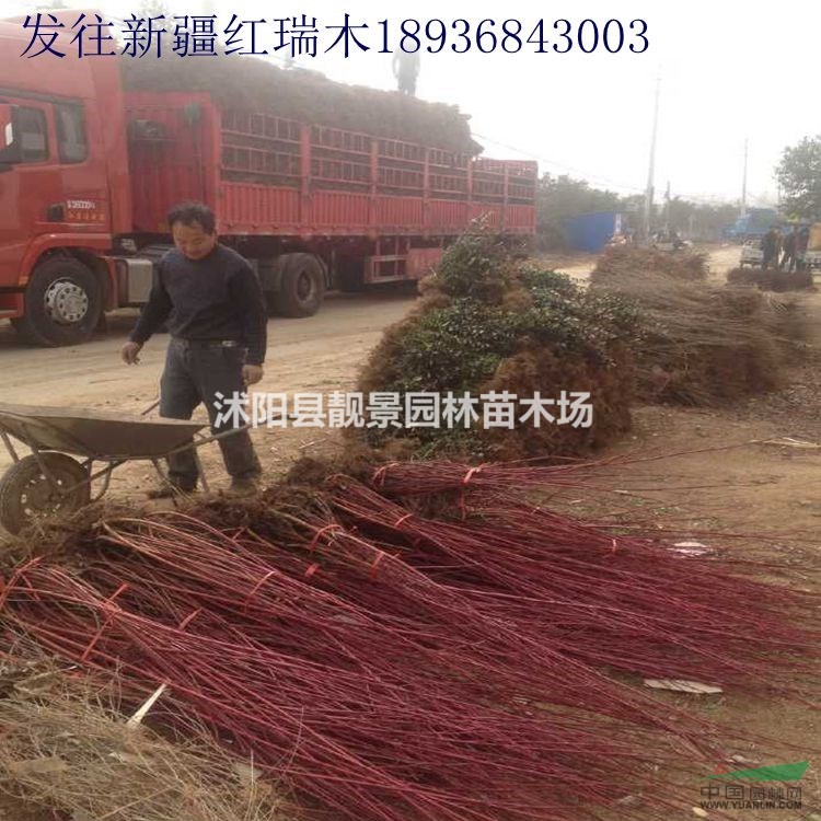 红瑞木价格 红瑞木种植方法及简介 红瑞木苗圃直销