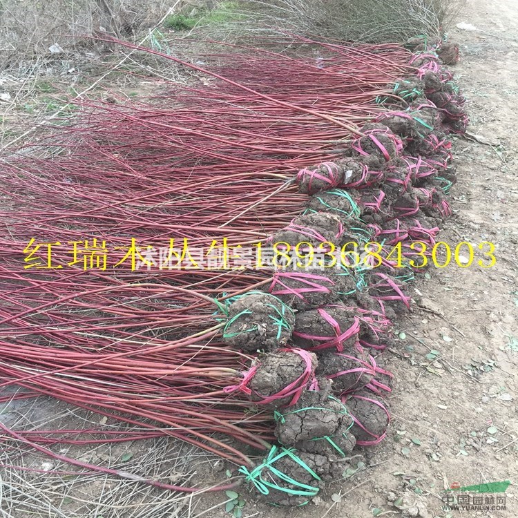 红瑞木价格 红瑞木种植方法及简介 红瑞木苗圃直销