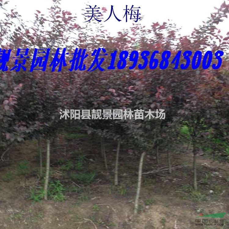 美人梅价格 美人梅种植方法及简介 苗圃直销美人梅