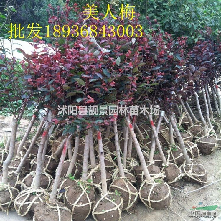 美人梅价格 美人梅种植方法及简介 苗圃直销美人梅