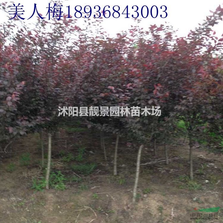 美人梅价格 美人梅种植方法及简介 苗圃直销美人梅