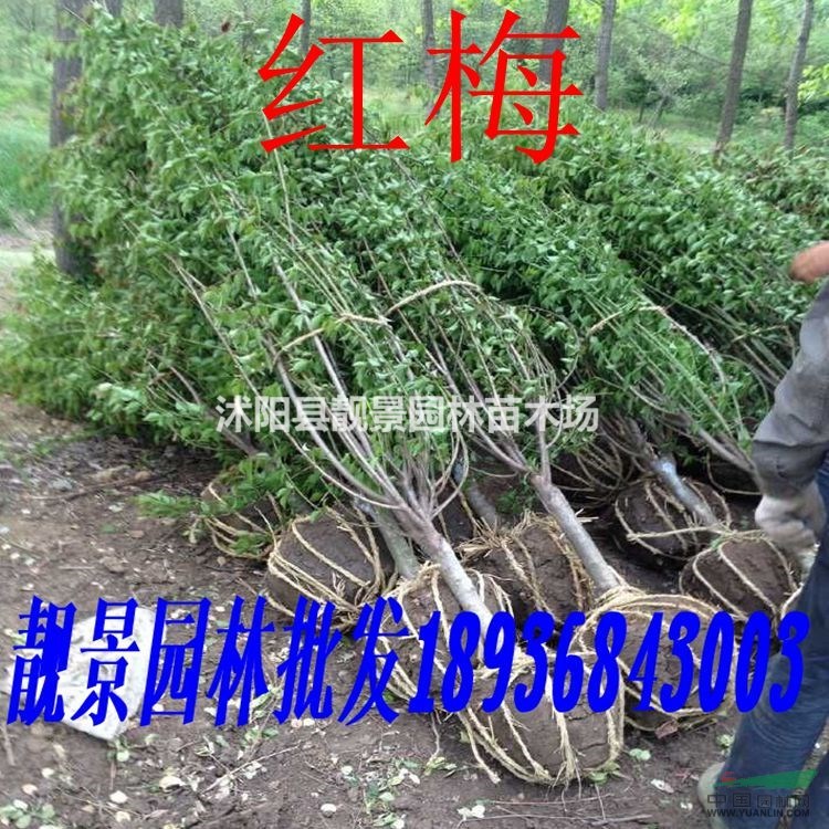 红梅价格 红梅花基地 红梅图片种植方法及简介 苗圃直销红梅