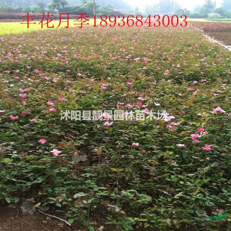 丰花月季价格 丰花月季图片 丰花月季种植方法及工程苗