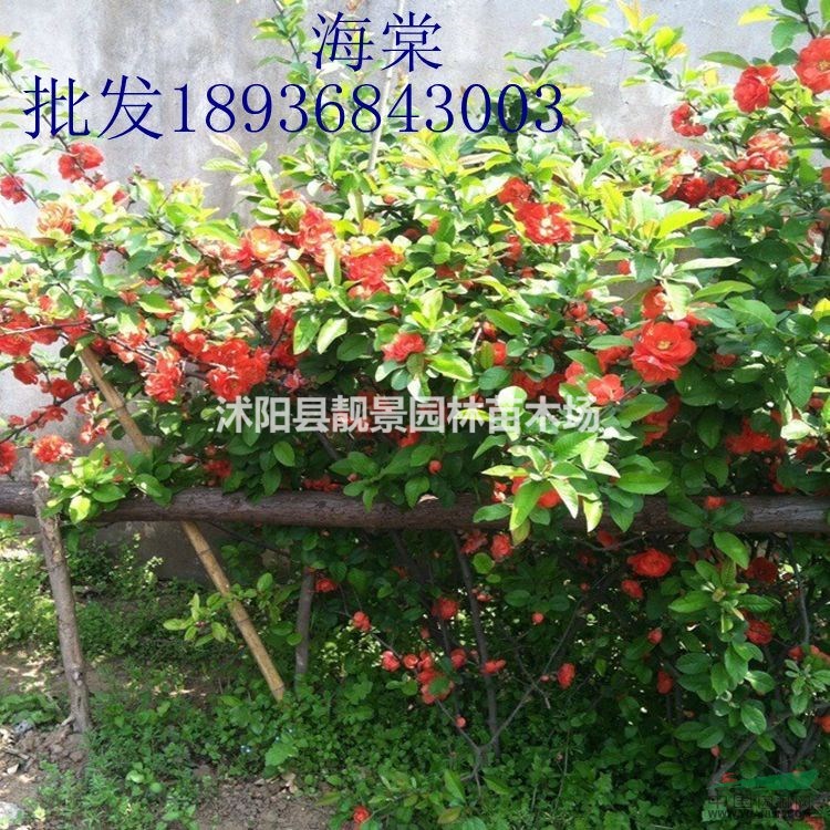 贴梗海棠价格 贴梗海棠种植方法及简介 贴梗海棠苗圃直销