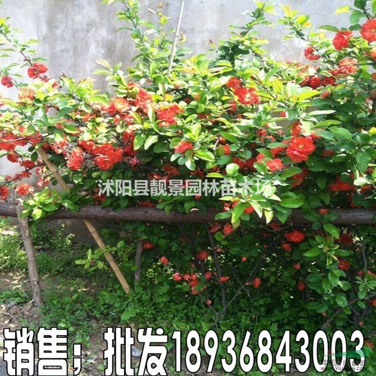 贴梗海棠价格 贴梗海棠种植方法及简介 贴梗海棠苗圃直销