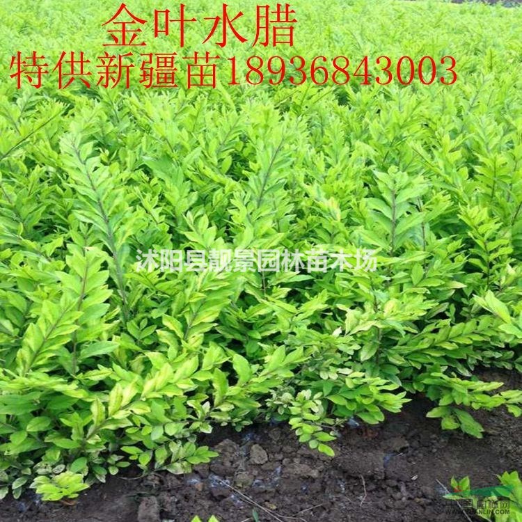 金叶水蜡价格 金叶水蜡简介及图片 金叶水蜡工程苗 苗圃直销
