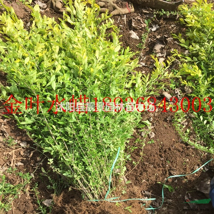 金叶水蜡价格 金叶水蜡简介及图片 金叶水蜡工程苗 苗圃直销