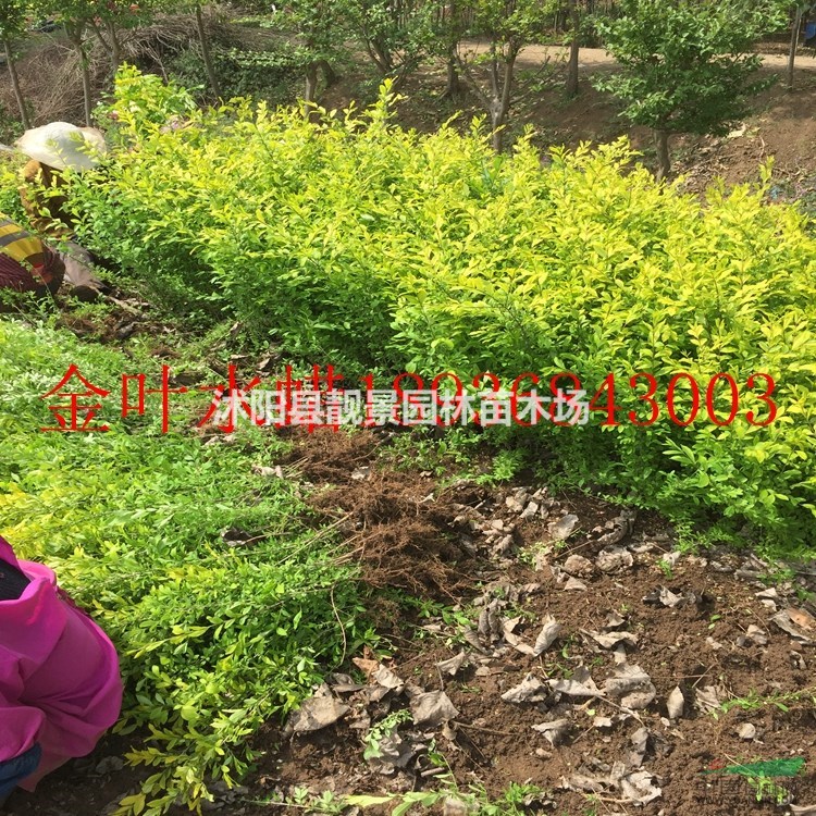 金叶水蜡价格 金叶水蜡简介及图片 金叶水蜡工程苗 苗圃直销