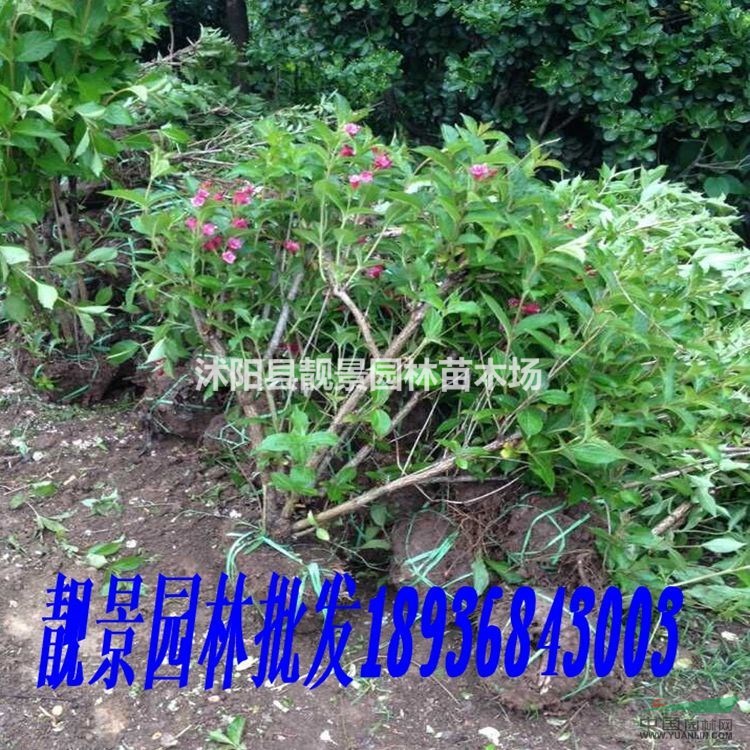 红王子锦带丛生价格 红王子锦带10分支图片及种植方法