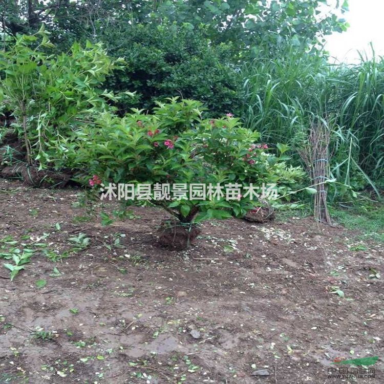 红王子锦带丛生价格 红王子锦带10分支图片及种植方法